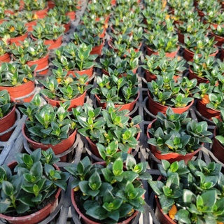 金魚花 優惠推薦 22年12月 蝦皮購物台灣