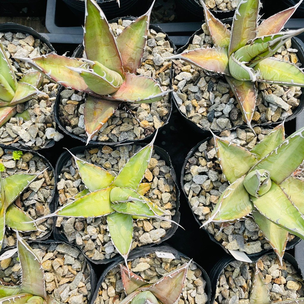 Rainxpluie 知雨若泥多肉植物 龍舌蘭 珍奇植物 特殊品種 Agave Purpusorum 蝦皮購物