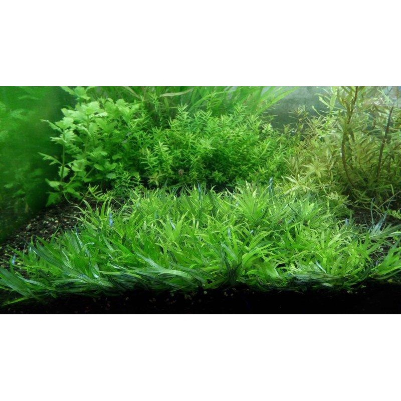 阿馨水草屋 水草造景 印度小竹節 6株50元 可當前景草皮 水族水草缸專賣店 蝦皮購物