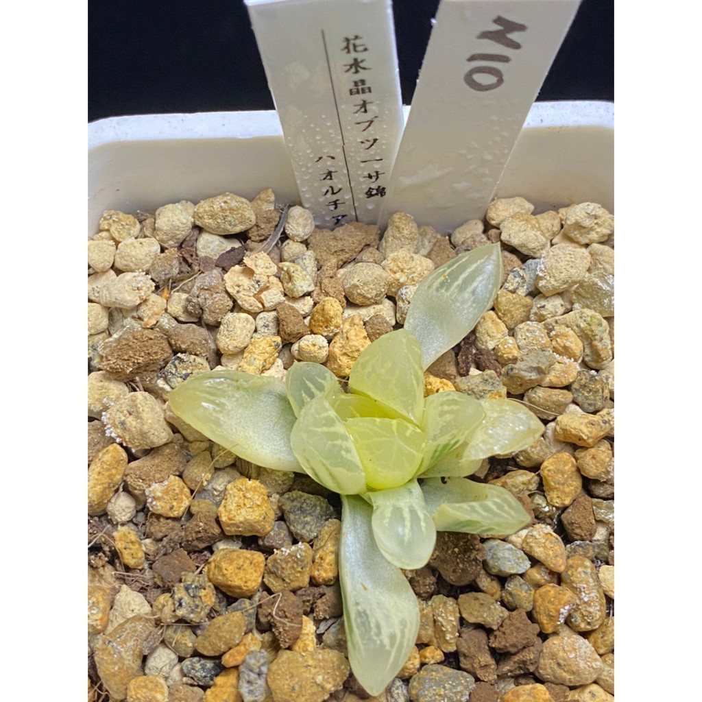 百合科 ハオルチア Haworthia 花水晶オブツーサ錦n10 蝦皮購物