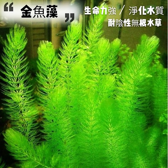金魚藻魚缸基本入門款無根強健陰性水生植物淨化水質 水之舞坊 蝦皮購物
