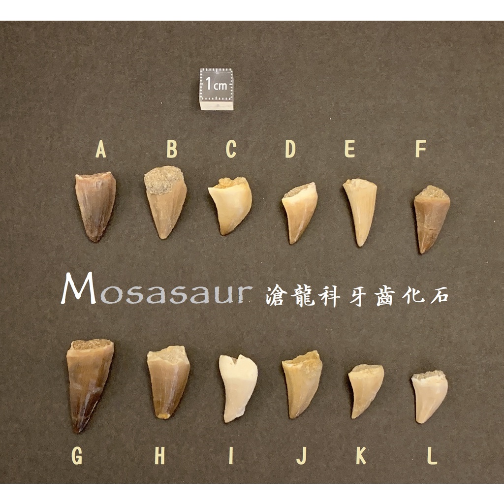 【滄龍】美國正品 真正的 Mosasaurus 滄龍牙 牙齒化石 白堊紀 爬蟲類 博物館 自然科學 恐龍 古生物學