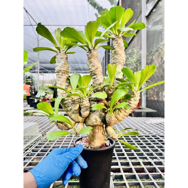 ［7/28更新］單刺麒麟 Euphorbia unispina 嫁接 塊根植物
