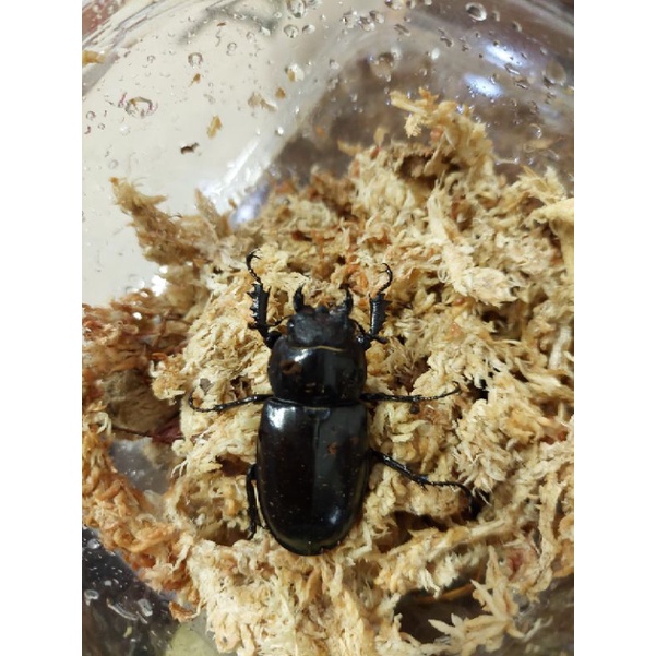 歐洲深山的價格推薦 22年3月 比價比個夠biggo