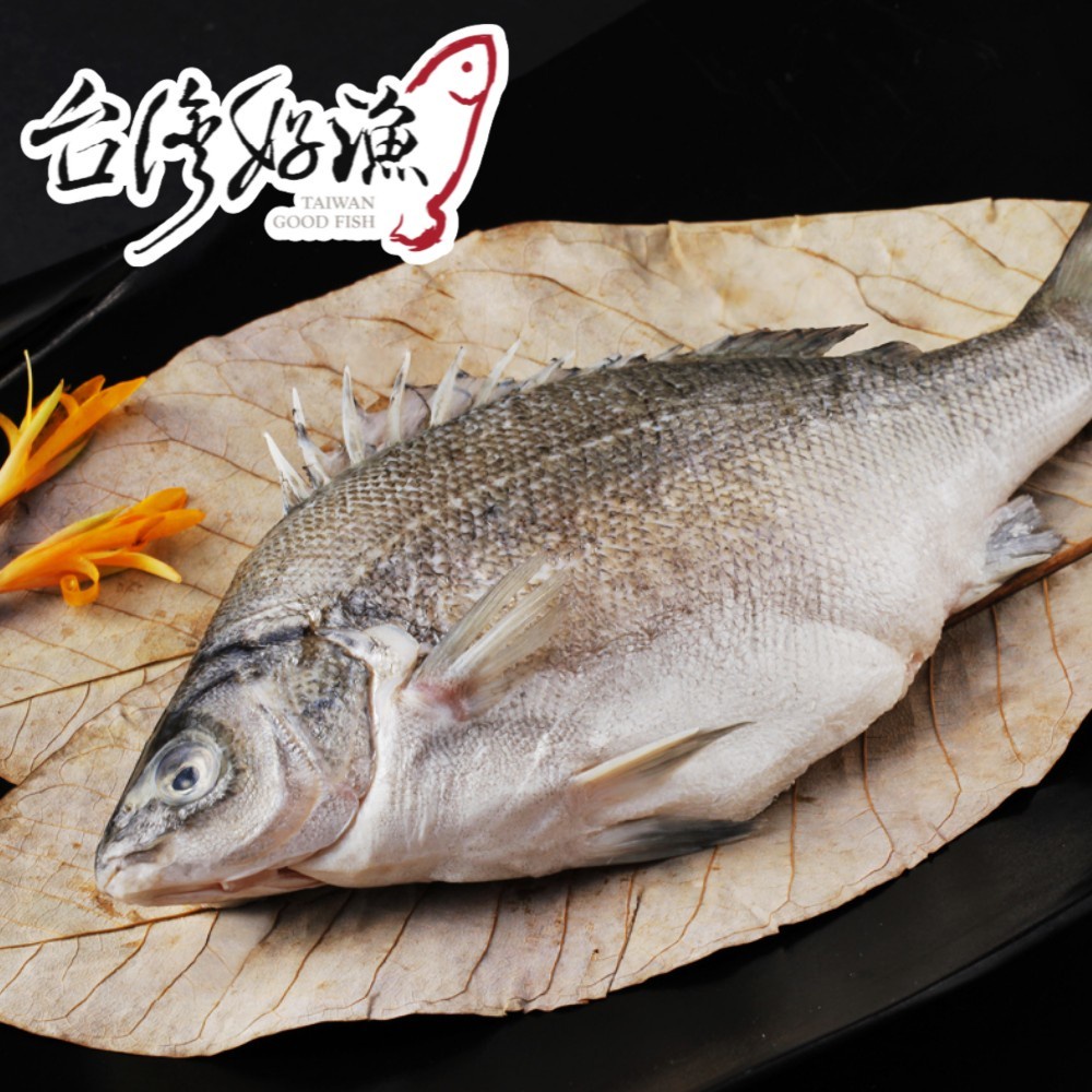 【台灣好漁】貴妃魚 國寶魚 澳洲銀鱸 國宴指定(400g/尾)