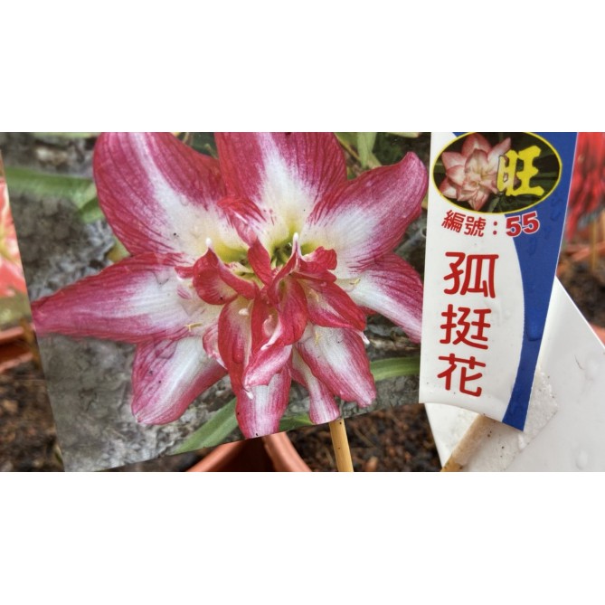 花囍園 球根植物 孤挺花 短期商品 備註編號 沒就隨機出貨 5吋 蝦皮購物
