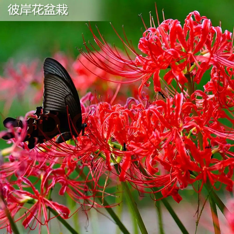 限時推出 彼岸花盆栽曼珠沙華花種球 蝦皮購物