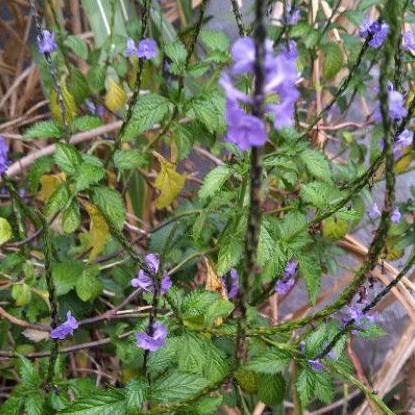 紫花長穗木 馬鞭草 花穗支條30支 蝦皮購物