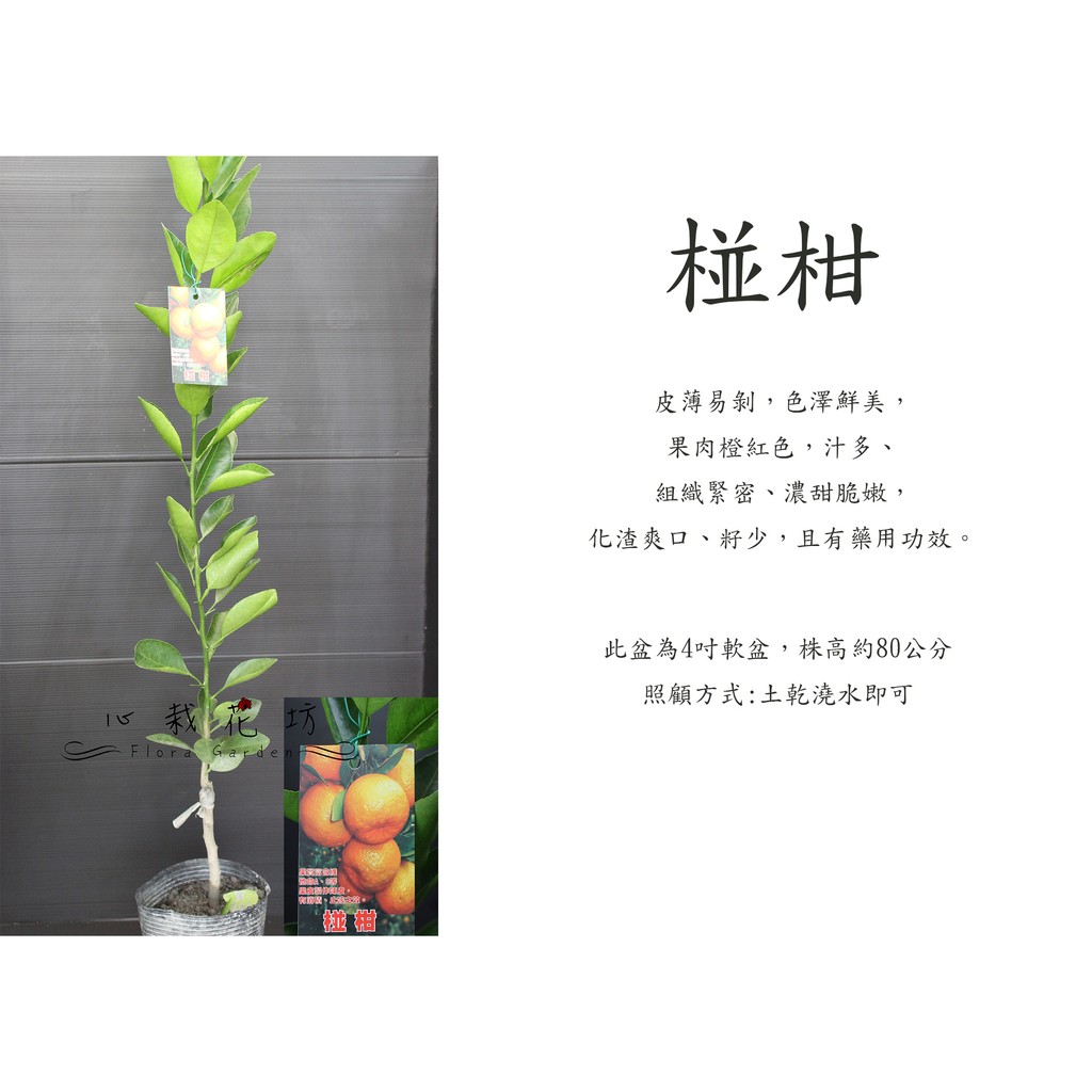 心栽花坊 椪柑 水果苗 嫁接苗 柑橘類 售價180特價150 蝦皮購物
