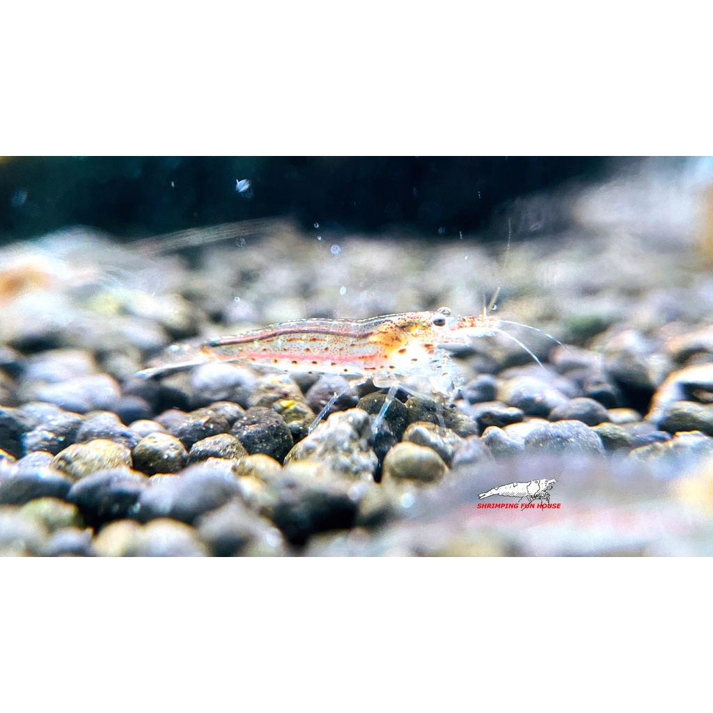[蝦魔坊]大和藻蝦-最佳藻類清道夫(2公分或以上)