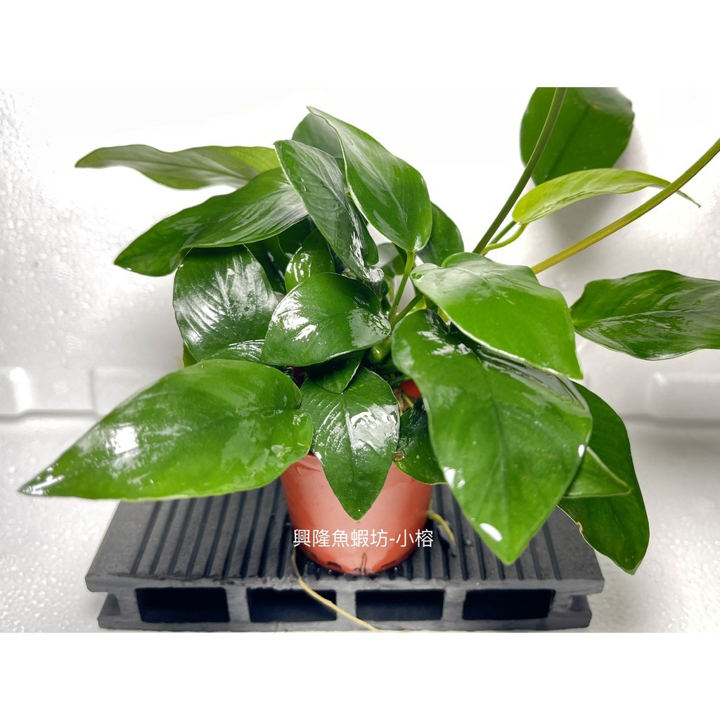 水草小榕的價格推薦第2 頁 21年6月 比價比個夠biggo