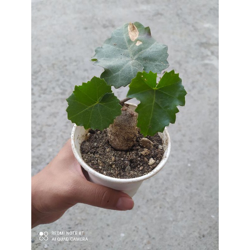 葡萄科塊根3吋盆 塊根植物 蝦皮購物