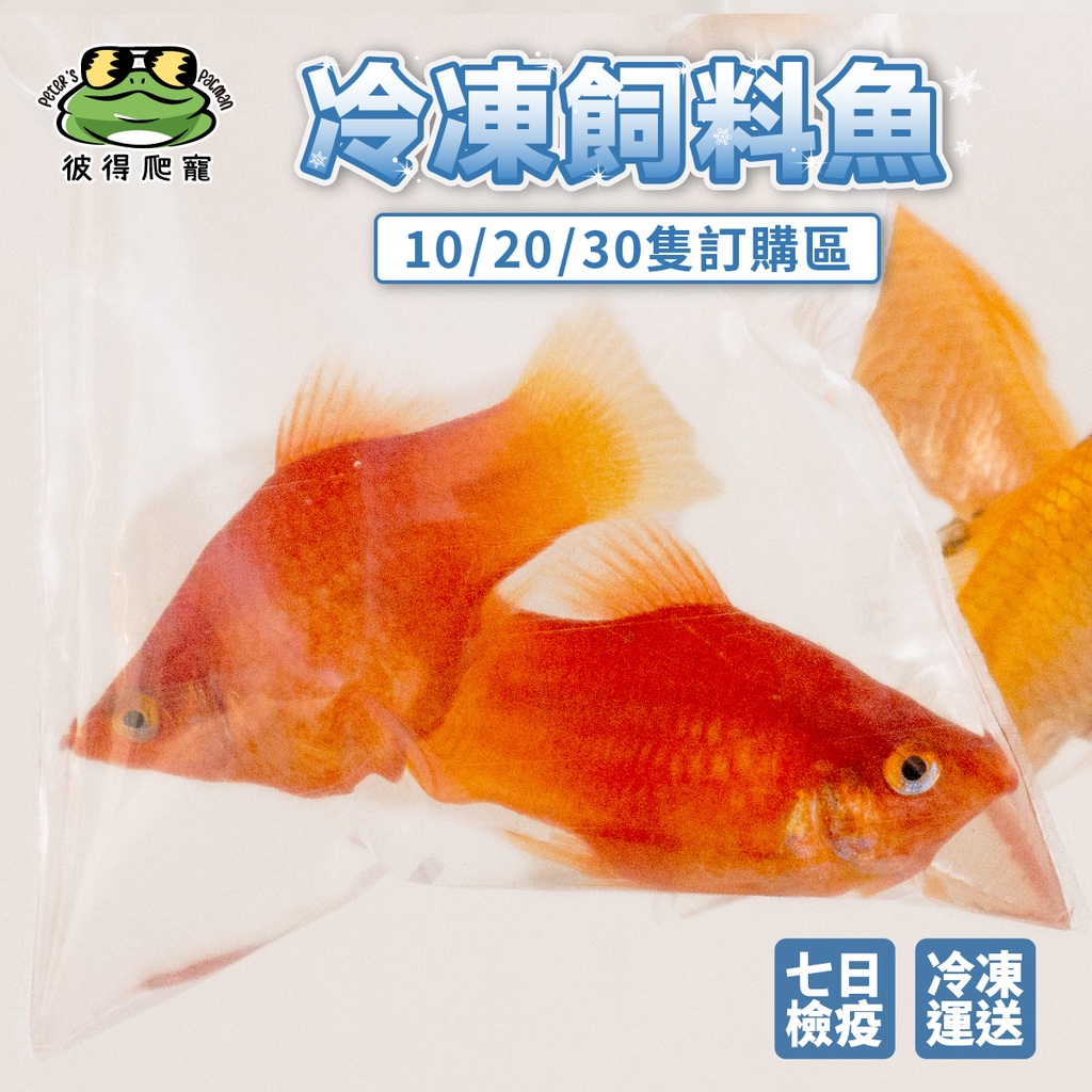 🐸彼得角蛙🐸 活凍魚 冷凍魚 飼料魚 朱文錦 紅球魚 孔雀魚(已檢疫) - 角蛙必備飼料 多件優惠 10/20/30隻