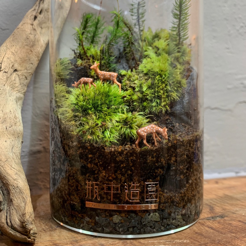 瓶中造園 客製化苔蘚微型生態玻璃生態瓶植栽辦公室療癒森林系綠色植物盆景微型造景景觀玻璃瓶 蝦皮購物