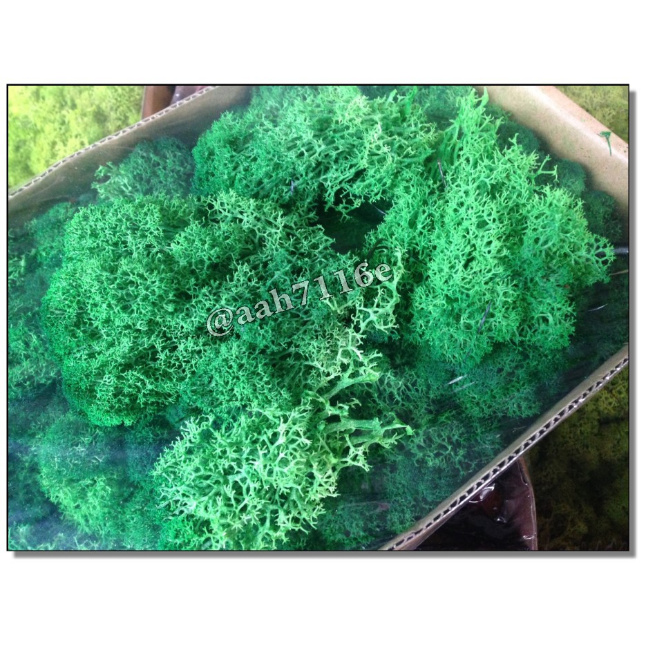 花語人造花資材園藝用品婚禮小物彩色馴鹿水草進口乾燥花材 Moss深綠 40公克 真品乾燥花永生花 蝦皮購物