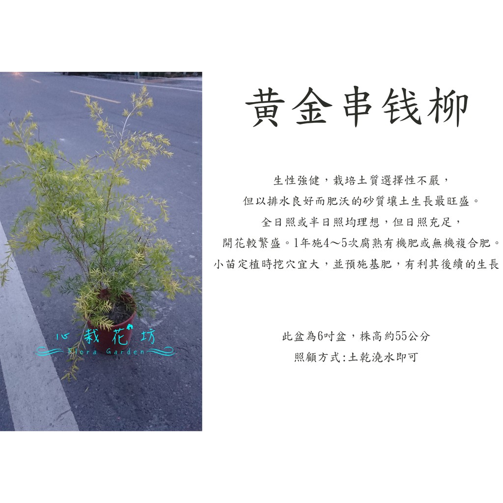 心栽花坊-黃金串錢柳/6吋/綠化植物/綠籬植物/售價150特價120