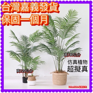 嘉義民雄宅配免運費❤️超級擬真假植物❤️現貨 假植物 假樹 假盆栽 仿真植物鳳尾葵北歐風大型綠植散尾葵模擬樹客廳假樹盆景