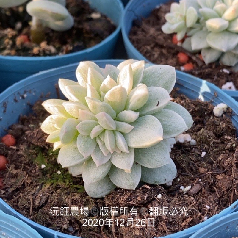 沅鈺農場多肉植物迷你蓮錦 蝦皮購物