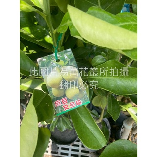 ☆萬花叢★水果苗【麻豆文旦柚(嫁接苗)】★4吋黑軟盆★高約25-50cm☆