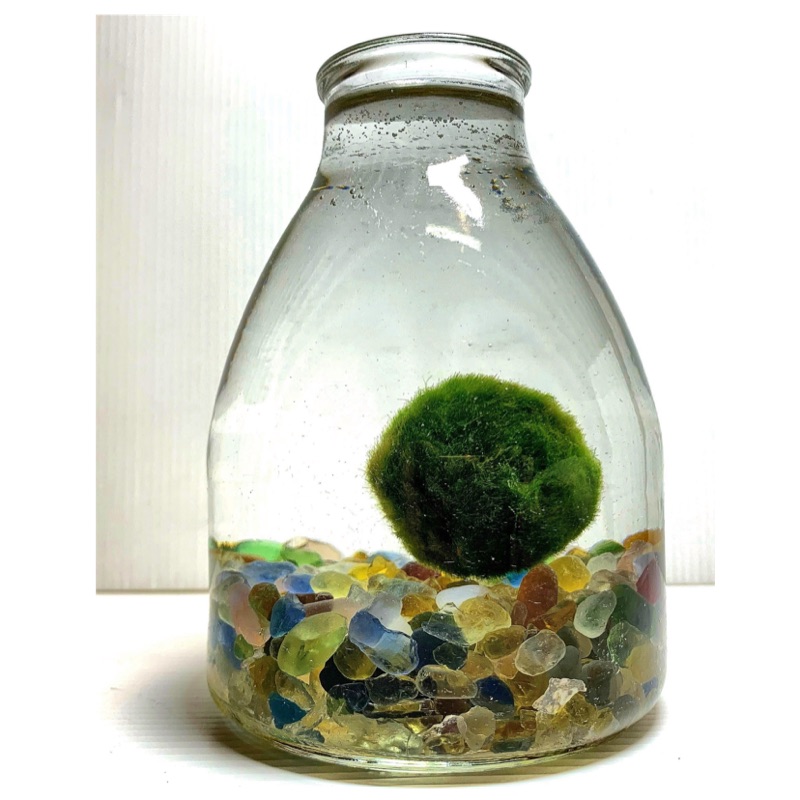 動力水族 鬥魚缸鬥魚瓶幸福藻球綠藻球水草陰性水草莫斯莫絲默斯默絲琉璃水晶砂造景裝飾底砂底沙