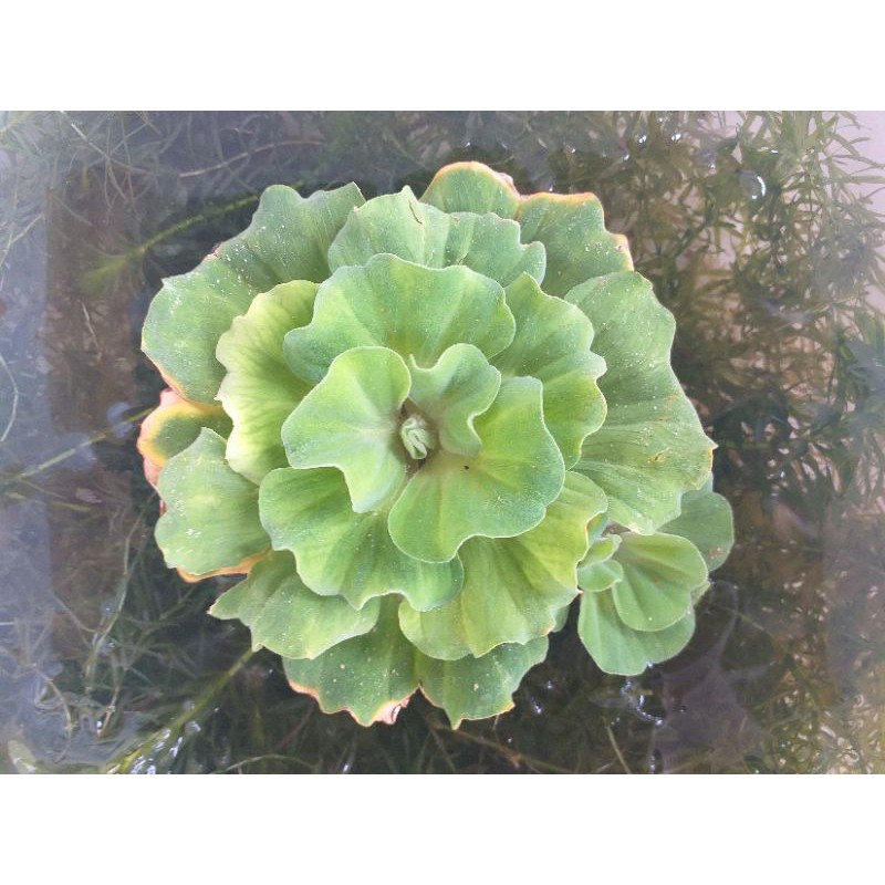 妤窩坊 玫瑰水芙蓉 玩具 蝦皮購物