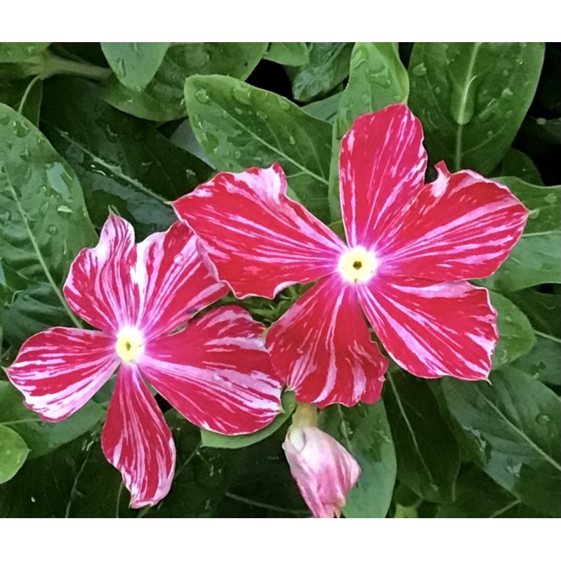 阿斯卡 日日春開花小苗 最新品種 花夢坊 裸根寄送 四季花風水花 蝦皮購物