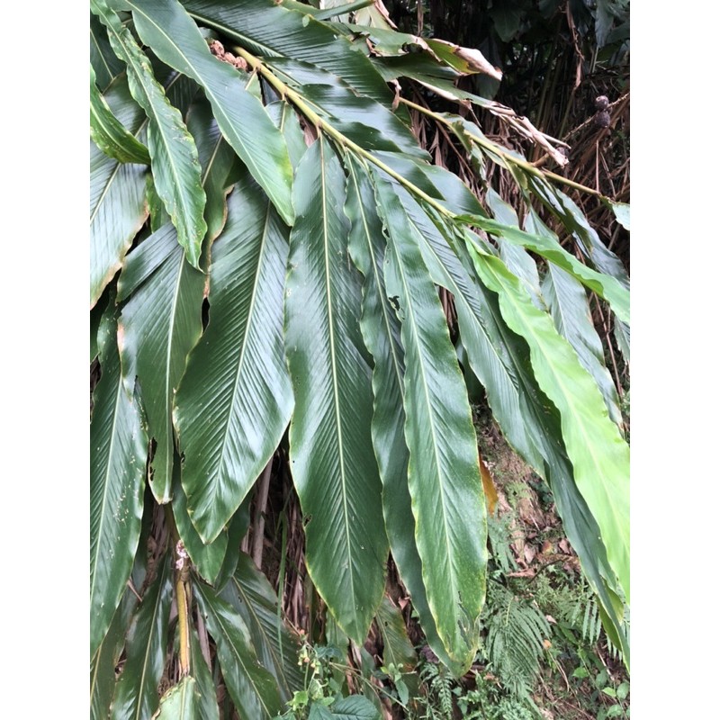 何必館 月桃花整株月桃葉25葉起 蝦皮購物