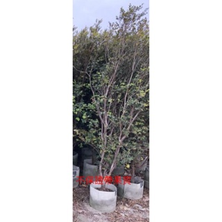 花囍園_水果苗—樹葡萄 (嘉寶果)--果實外表為紫色~柔軟多汁/1尺棉袋高約150-180cm