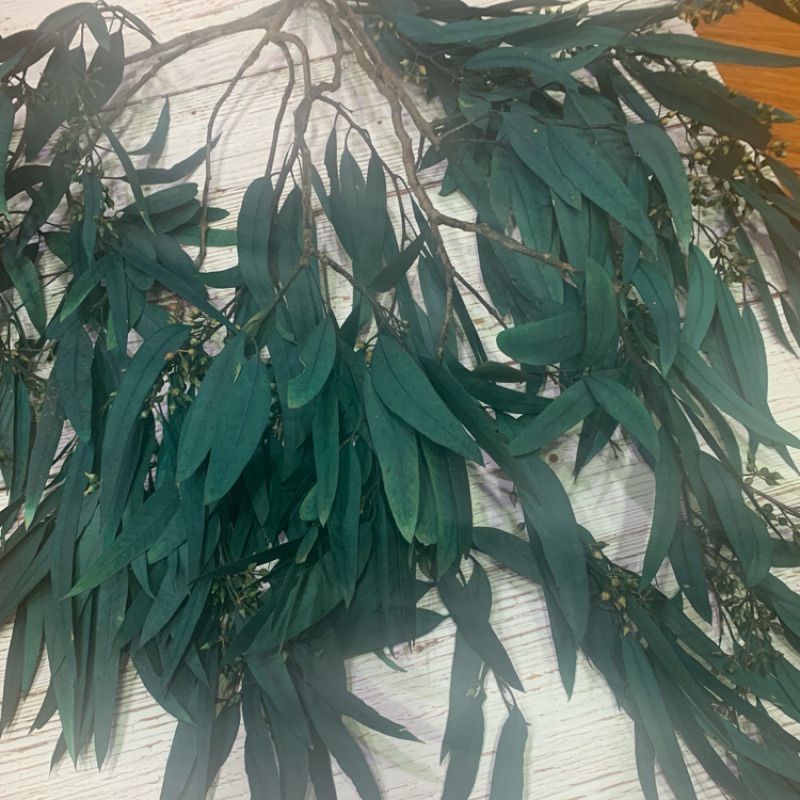 花之印 細葉香柳乾燥花材室內佈置 蝦皮購物