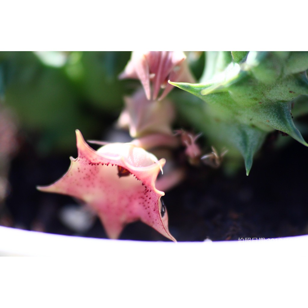 1吋迷你盆|不知名粉紅花|蘿藦科 多肉植物 |蘭花草園藝