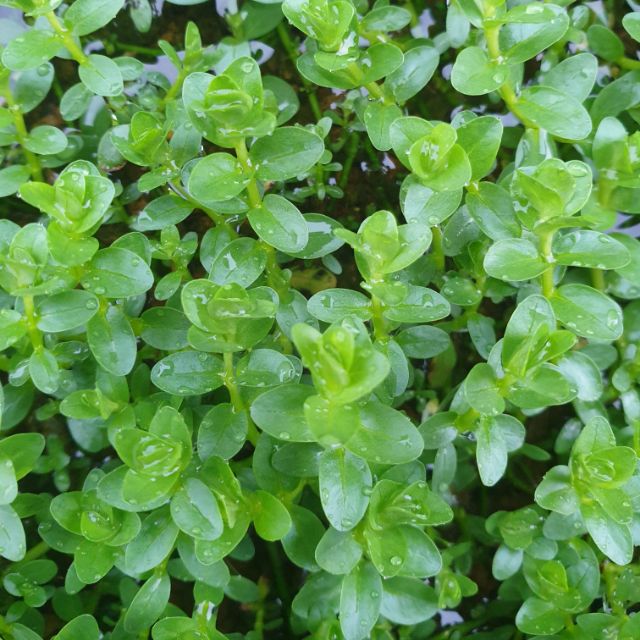 綠宮廷中後景 水上葉 一組10株 蝦皮購物