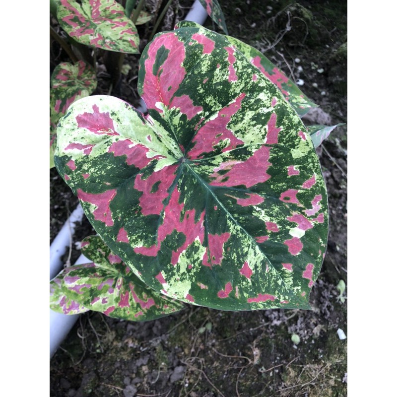 樹學園藝 斑葉彩葉芋 佛州美人 限量 蝦皮購物