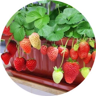 灣灣草莓種子 超多款 奶油草莓種子 黑草莓種子 四季播種 稀有草莓種子 #8