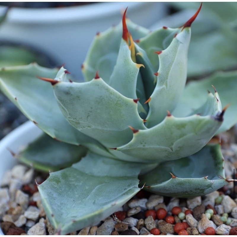 多肉植物 龍舌蘭 agave 無邊刺甲蟹（特品種甲蟹）