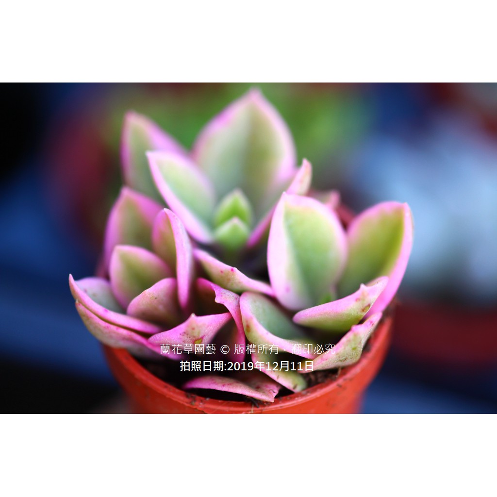 1吋迷你盆 心葉冰花錦 太陽玫瑰 花蔓草 番杏科多肉植物 蘭花草園藝 蝦皮購物