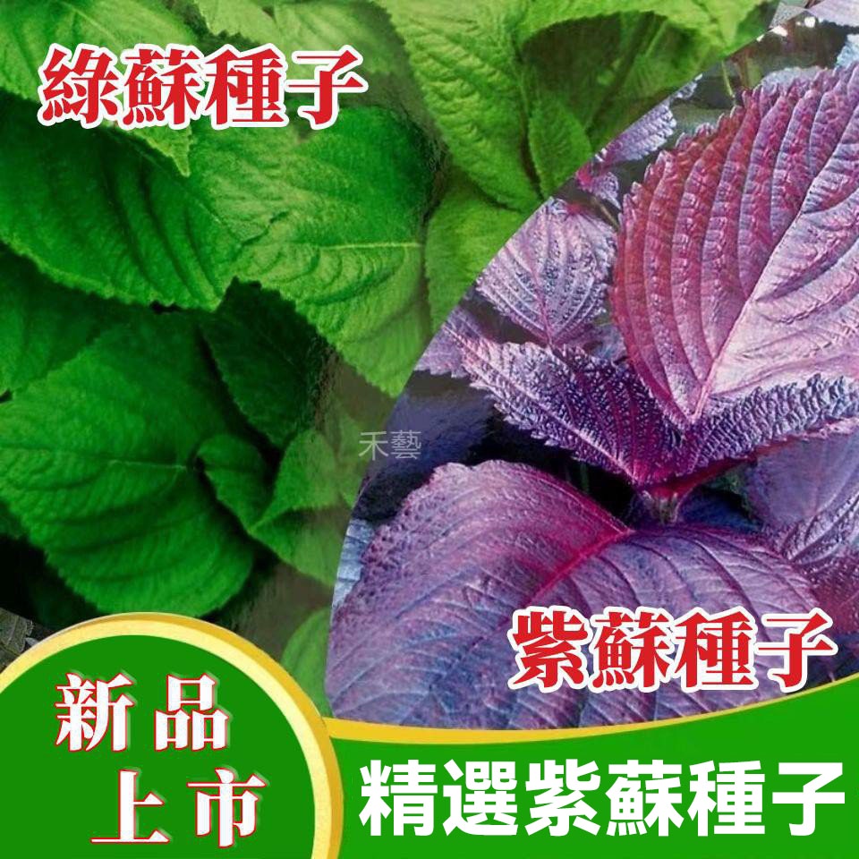 紫蘇盆栽的價格推薦 22年10月 比價比個夠biggo