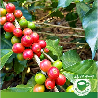 衣索比亞 公平交易 耶加雪飛 伊蒂朵合作社 G2 水洗處理法 半磅咖啡豆