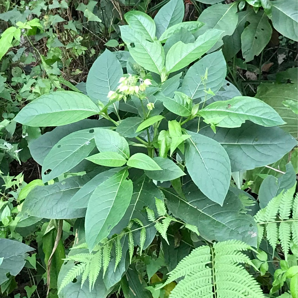 Cora 優惠推薦 21年7月 蝦皮購物台灣
