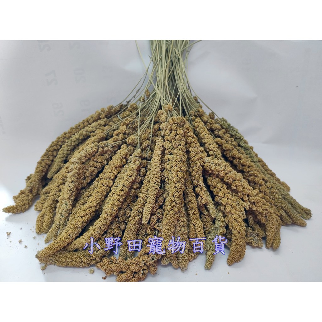 小野田寵物 現貨大包裝小米穗  台灣產栗米穗 現貨 現貨 現貨 米穗。栗米穗。 鸚鵡 文鳥 雀科 台灣種植