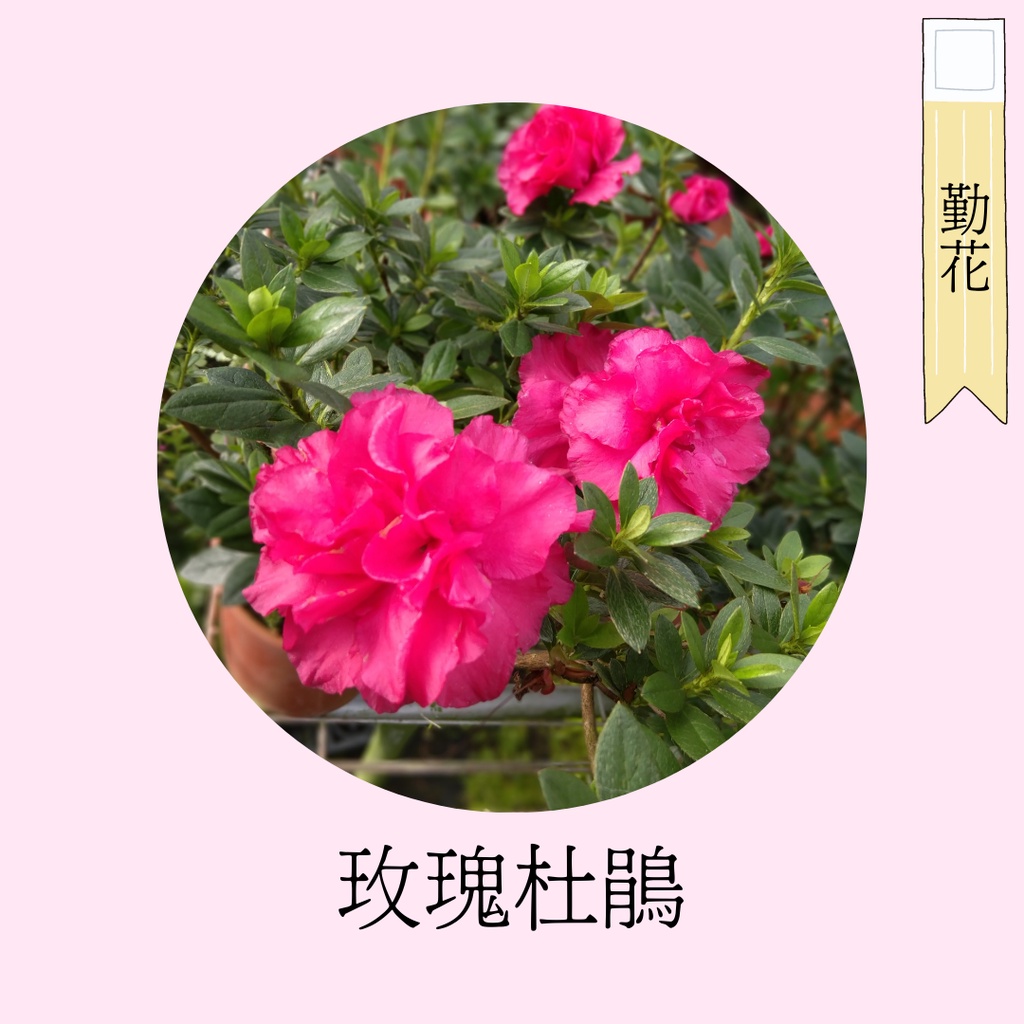 [碧路蘭旅]玫瑰杜鵑 3吋盆 花卉 盆栽