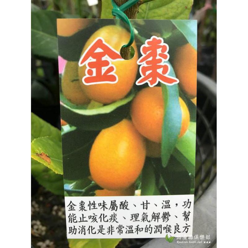 勿直接下標金棗金棗苗盆栽樹苗四季長實金柑甜棗甜金橘甜金桔甜金棗蜜餞金柑長壽柑長果甜桔養生