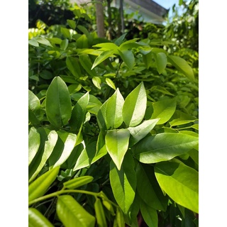 黃花梨木苗高約100公分種在移植袋超取7棵可合併宅配可寄25棵