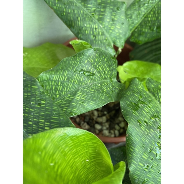 馬賽克竹芋 觀葉植物 雨林植物 芋頭