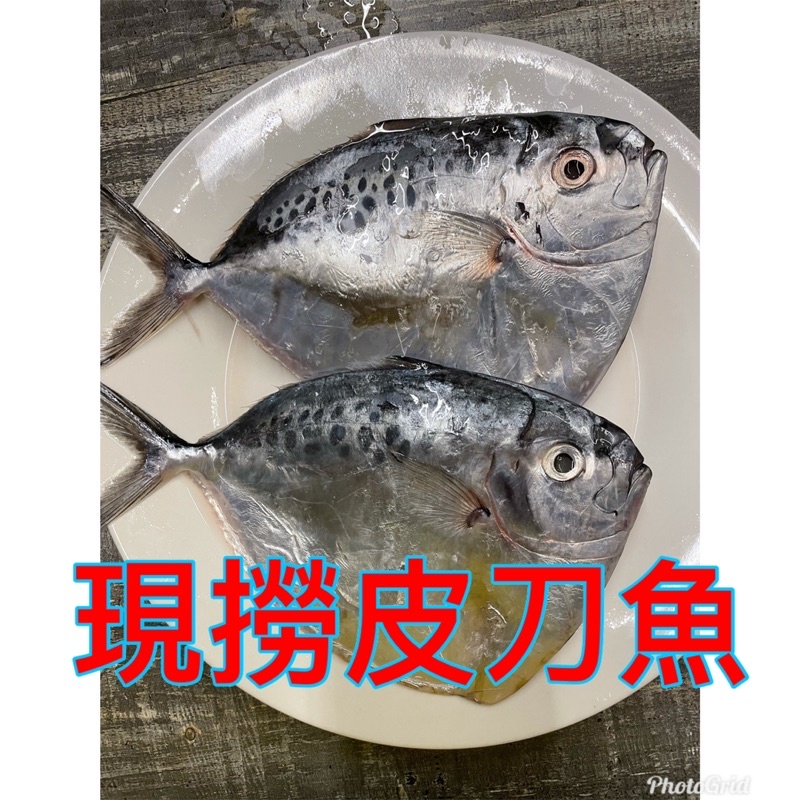 皮刀魚的價格推薦 2021年12月 比價比個夠biggo