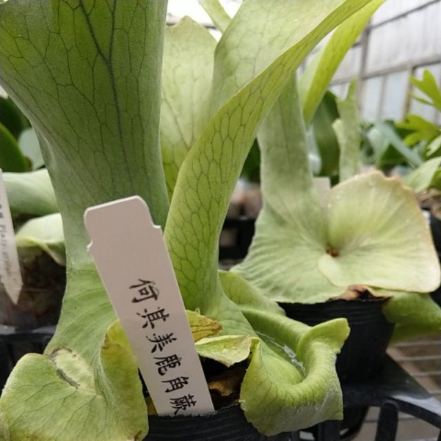 鹿角蕨何其美鹿角蕨 銀葉何其美3 5吋 蝦皮購物