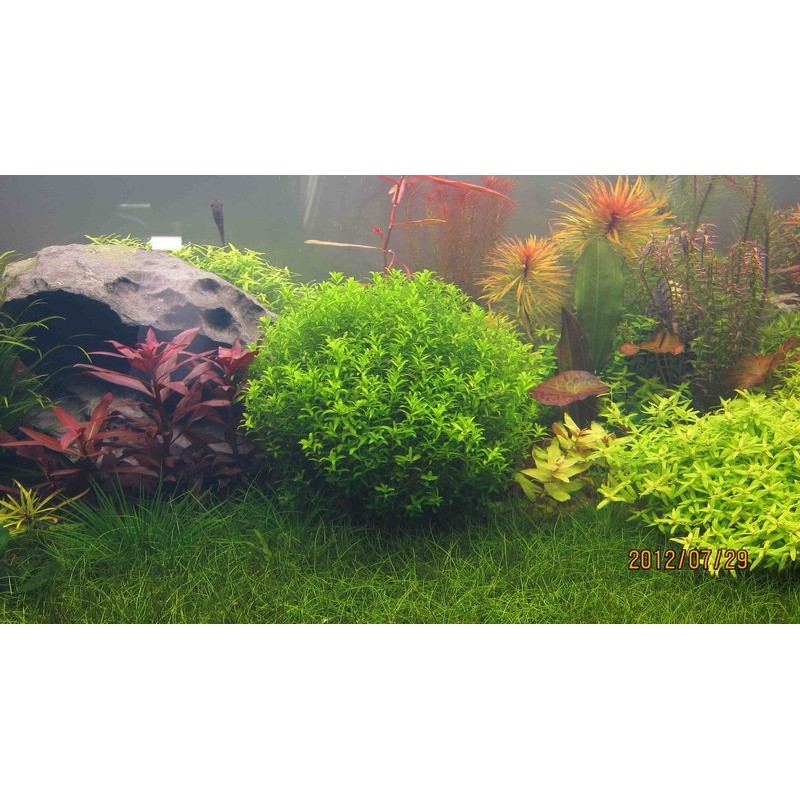 隨草憶境 日本珍珠草 1株1元 前 中 後景水草 單筆訂單隨機贈送其它品種水草1 2株 蝦皮購物