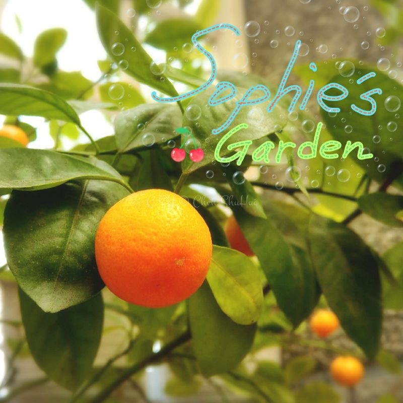 四季桔 圓果金柑 金桔樹 蝦皮購物