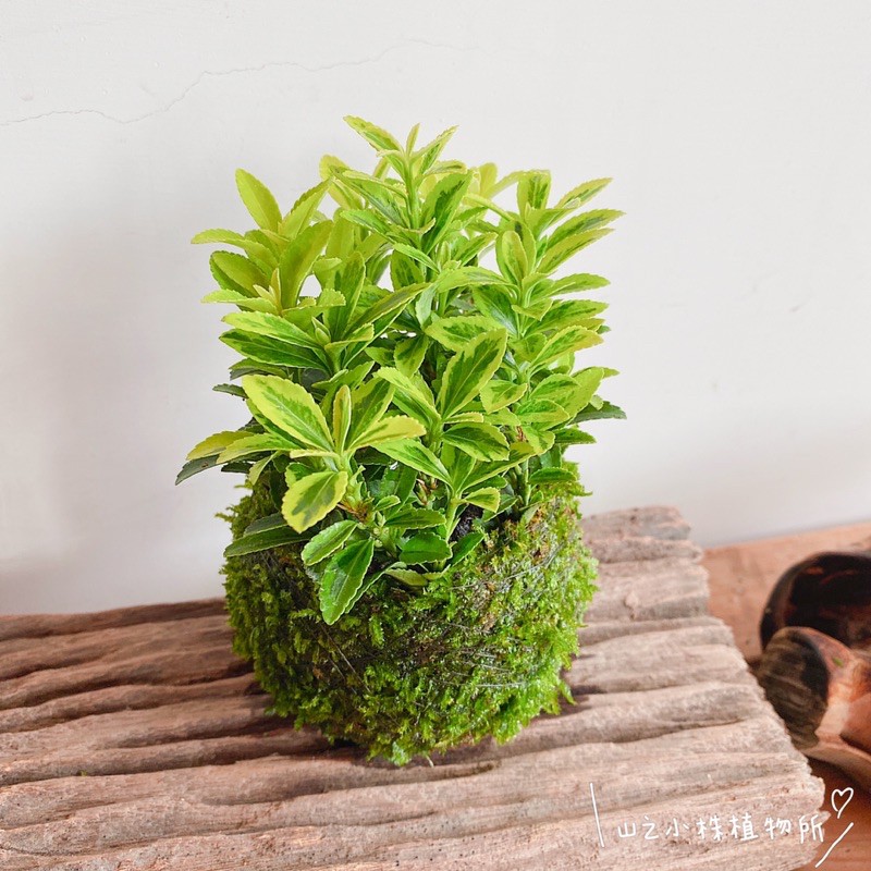 山之小株植物所征木苔球觀葉植物室內植物 蝦皮購物