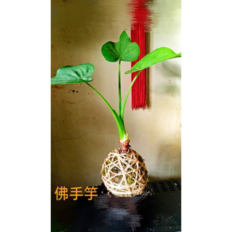 水苔球盆栽 Khushra