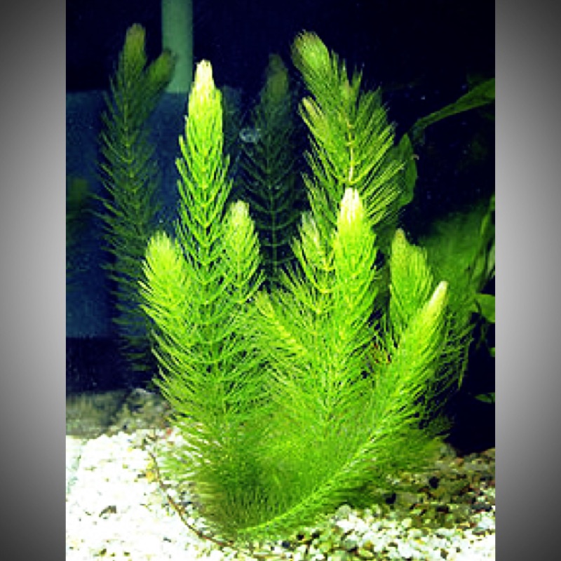 金魚藻1支 長度約10cm 蝦皮購物